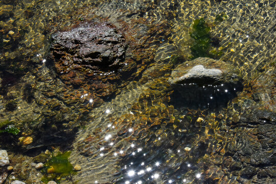 Rocher et algue et eau clair 