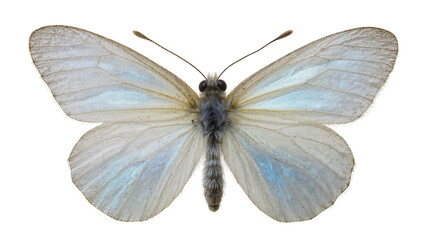 Delicate white butterfly with iridescent blue wing markings © Corman