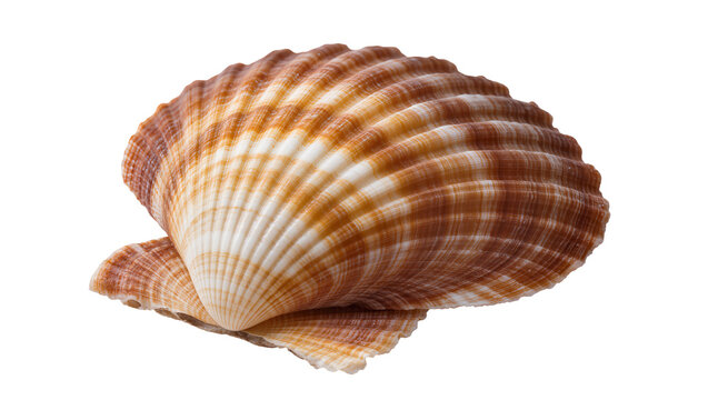 Scallop Shell with Ribbed Texture and Orange-Brown Stripes