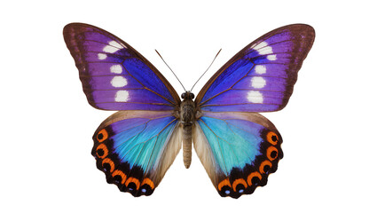 Naklejka premium Blue and purple butterfly with orange eye spots on wings
