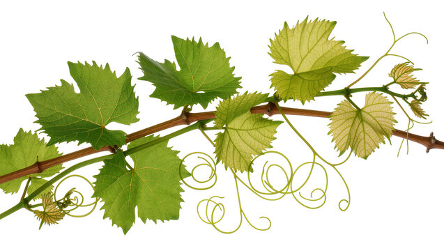 Grapevine branch with green leaves and tendrils
