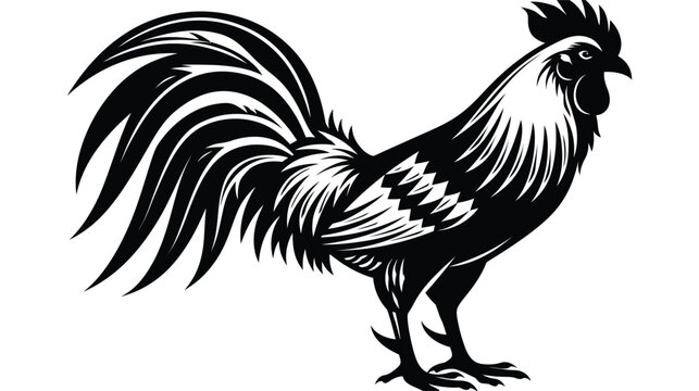 Rooster silhouette illustration with detailed feathers on white background
