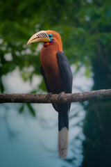 Rufous-Neck Hornbill Perched © Utsav