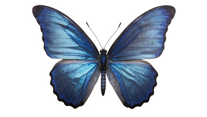 Blue Morpho butterfly with iridescent wings © Corman