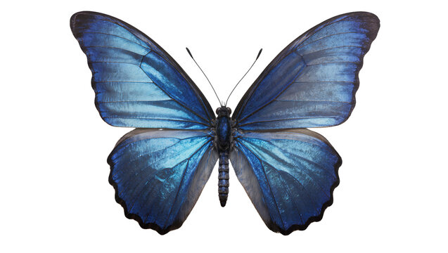 Blue Morpho butterfly with iridescent wings