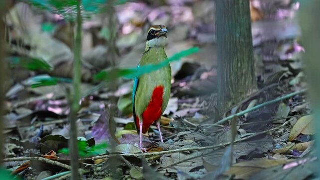Fairy Pitta Bird With Colorful Feathers Standing In The Forest. Close-up Shot