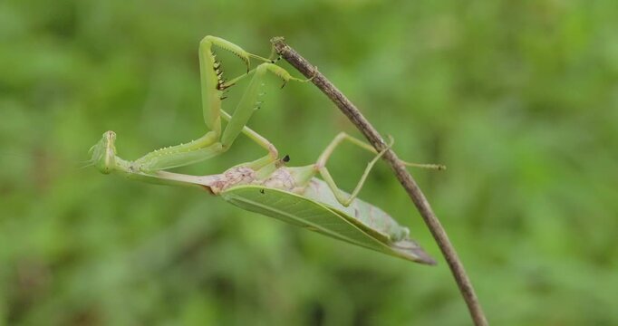Green female praying mantis rests on a stick on a monsoon morning after laying her eggs.