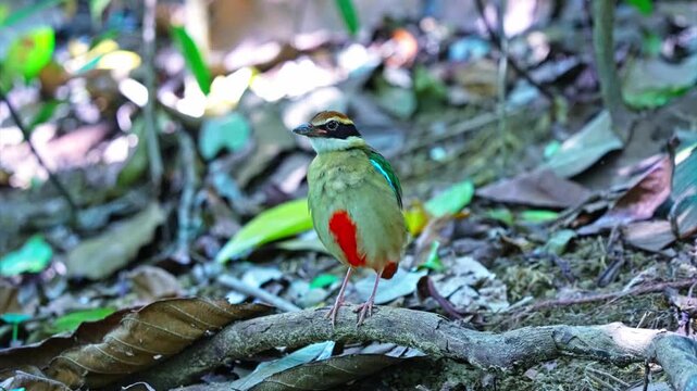 Colorful Fairy Pitta Bird Standing On Tropical Forest Ground. Close-up Shot