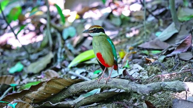 Single Fairy Pitta Bird Standing On Dry Branch Over Forest Ground. Close-up Shot