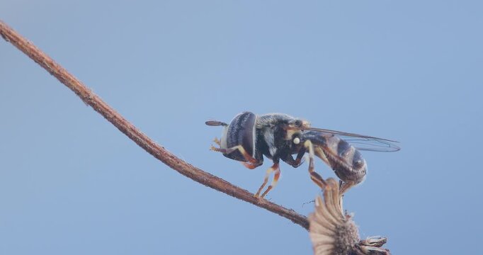 Grass Skimmer fly preening; slow motion morning cleaning ritual on a a dried flower rubbing its head and body