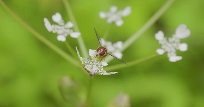 Hoverfly hovering by white blooms as a honey bee visits too ; slow motion monsoon pollination and landing