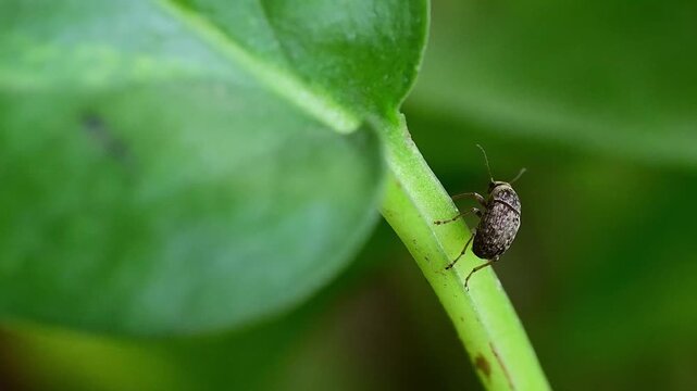 Closeup wildlife scene featuring a weevil insect perched on vibrant green leaf surface