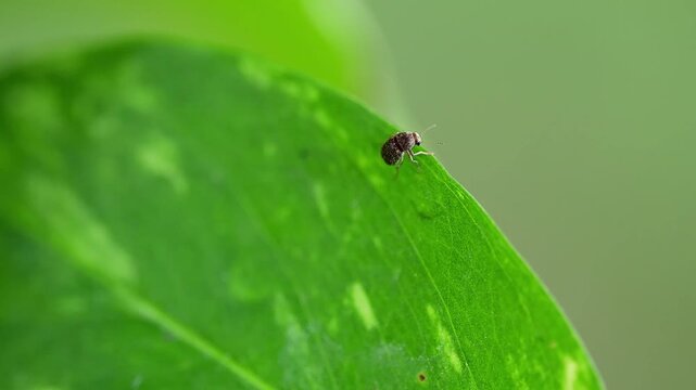 Weevil beetle resting on a large green leaf captured in detailed macro closeup naturally