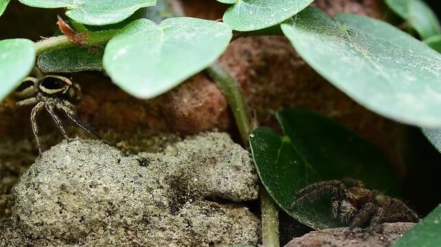 Detailed wildlife observation showing jumping spider pair engaged in pre mating interaction behavior