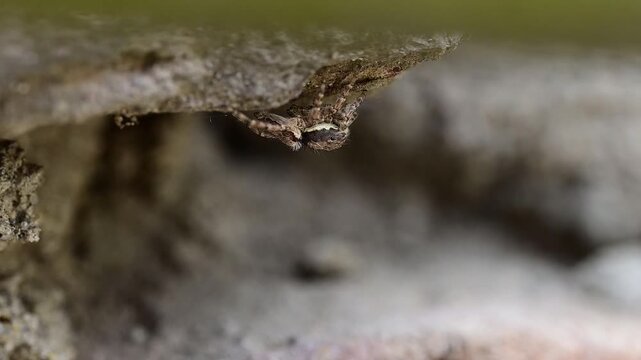Grey wall jumping spider leaps across weathered brick surface displaying agility and precision naturally