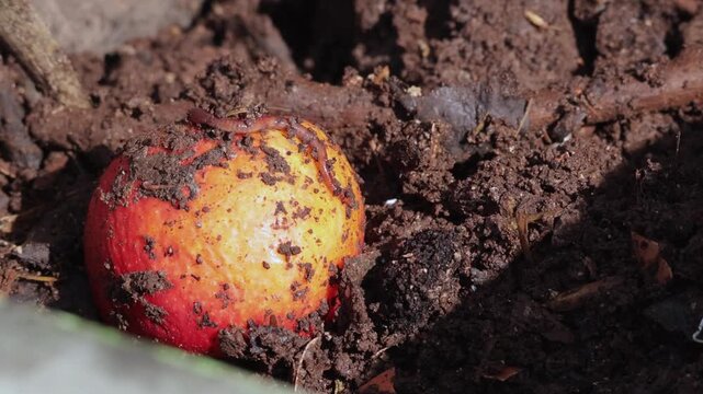 A single red earthworm wriggling and stretching across a small, dirty red and yellow apple nestled in dark, rich organic soil. Fixed tripod extreme close-up macro shot. Natural daytime sunlight