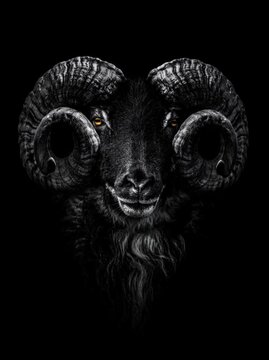 black and white sheep, Big horns, Ram Animal