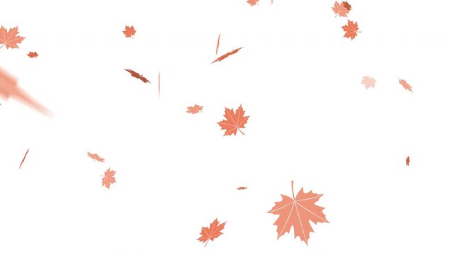 Autumn maple leaves gently fall through a bright white background, creating a calm seasonal atmosphere