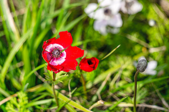 The shot of blooming poppy in the nature