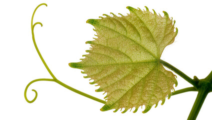 Fototapeta premium Young green grape leaf with tendril, isolated on transparent background