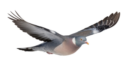 Common wood pigeon with spread wings in flight, isolated on transparent background © TONSTOCK