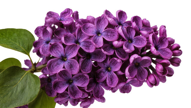 Deep purple lilac flower cluster with green leaves, isolated on transparent background