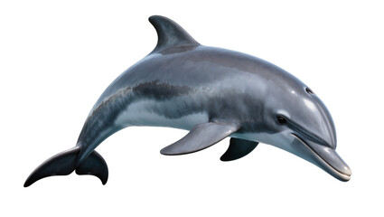 Gray dolphin with dark stripes, isolated on transparent background © TONSTOCK