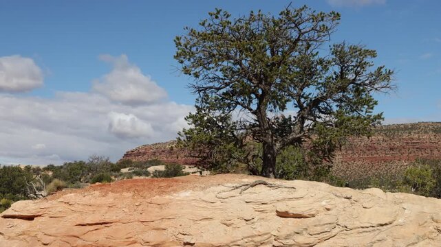 A large pinyon pine tree blows in the wind as a cloud shadow passes overhead on State Route 24 in Utah