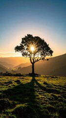 Obraz premium Lone Tree Silhouette Against Golden Sunrise in Rolling Hills.