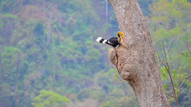 Majestic Great Hornbill holding prey in its large yellow beak perched on a massive tree trunk near a nest cavity against a lush tropical rainforest background.