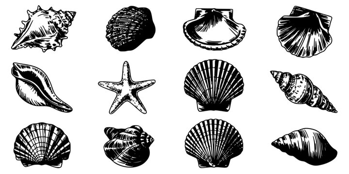 Seashells Vector Icons Set of Various Engraved Shells, Starfish, and Spiral Textures in Monochrome Ink Style