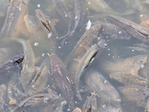 Fische, Karpfen, Deich See