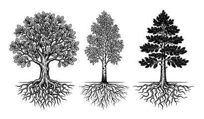 Fototapeta premium Tree Collection with Detailed Roots Black White Vector Illustration