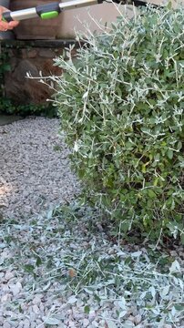Vertical Close-Up of Garden Shears Trimming Dense Silver Foliage Shrub Outdoors