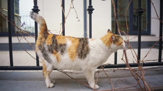 Calico cat explores outdoor area sniffing branches and walking on ledge.