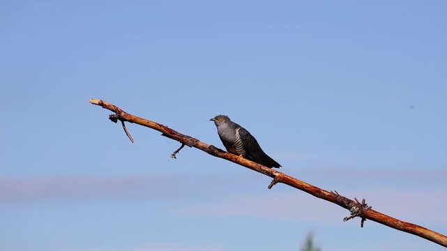 The cuckoo is sitting on a branch, listening for another cuckoo nearby.