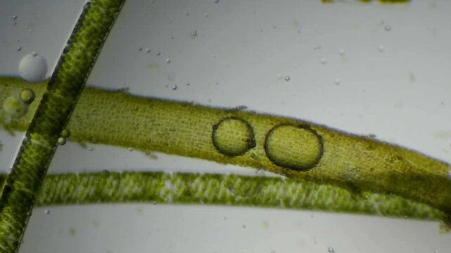 Microscopic view of thick textured algae strand with two prominent air bubbles and clear copy space