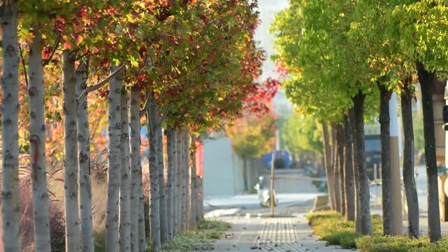 Sunlit tree-lined sidewalk with autumn leaves in an urban street