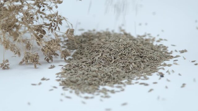 Macro shot of cumin seeds pouring onto a white background with dried plant stem