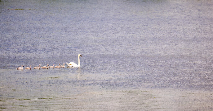 Schwanenmutter mit K&uuml;ken in einer Reihe auf dem Bodensee