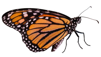 Monarch butterfly with orange black, and white wings © Fried