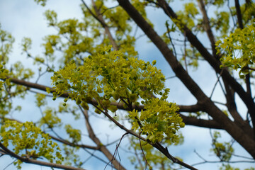 Fototapeta premium Greenish yellow flowers of Acer platanoides tree against the sky in April