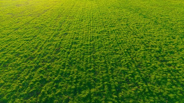 Lush endless pasture with thick green grass across farmland. Agricultural fodder field for livestock grazing and hay production. Rural agribusiness meadow texture in warm sunlight