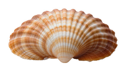 Orange and white ribbed scallop seashell © Fried
