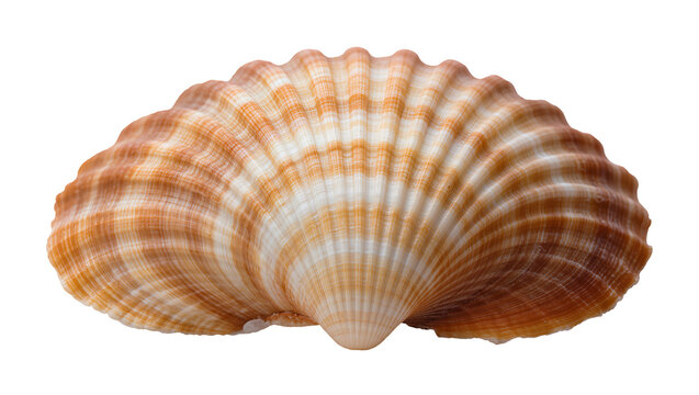 Orange and white ribbed scallop seashell