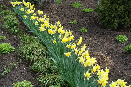 Diagonal row of flowering yellow daffodils in April