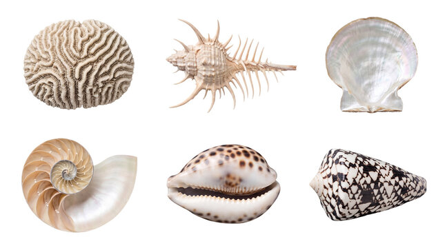 Beautiful collection of diverse natural marine specimens: shells, corals, and nautilus.