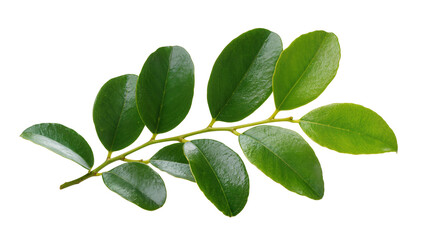 Fototapeta premium Green branch with oval leaves
