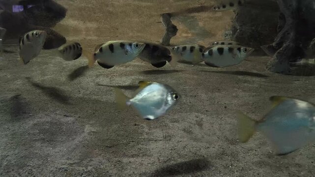 Detailed view of an archerfish with distinctive body markings in clear water.