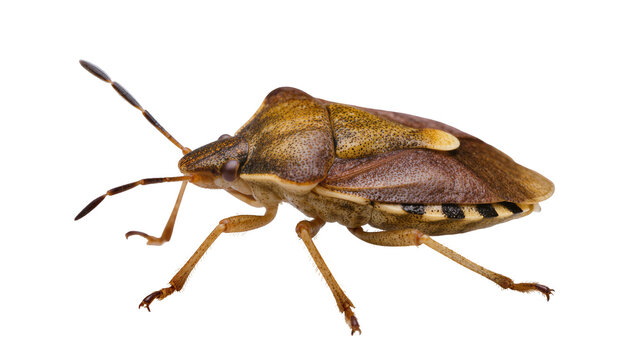 Brown shield bug with yellow markings and black stripes on abdomen